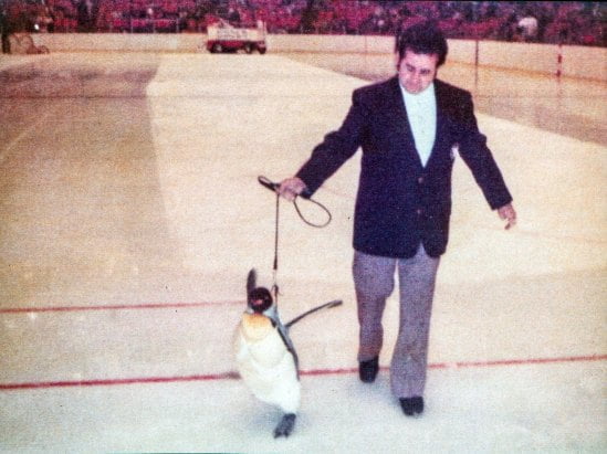 Sobre cães e mascotes com os Penguins.