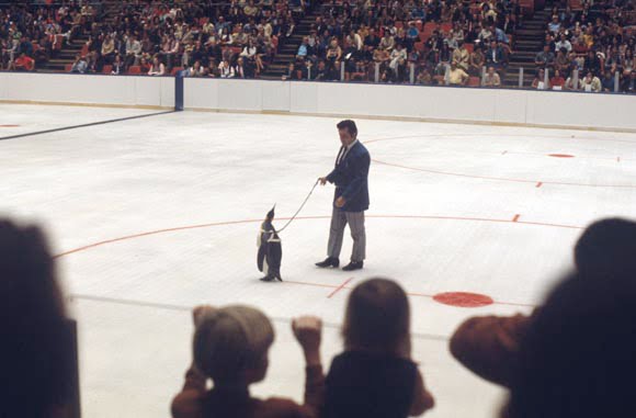 Sobre cães e mascotes com os Penguins.